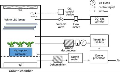 Ozone control as a novel method to improve health-promoting bioactive compounds in red leaf lettuce (Lactuca sativa L.)